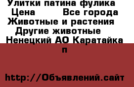 Улитки патина фулика › Цена ­ 10 - Все города Животные и растения » Другие животные   . Ненецкий АО,Каратайка п.